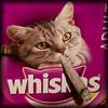 whiskas_baton.jpg whiskas_baton.jpg